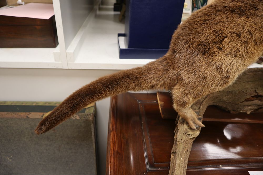 A taxidermic model of an otter on a branch, length 82cm